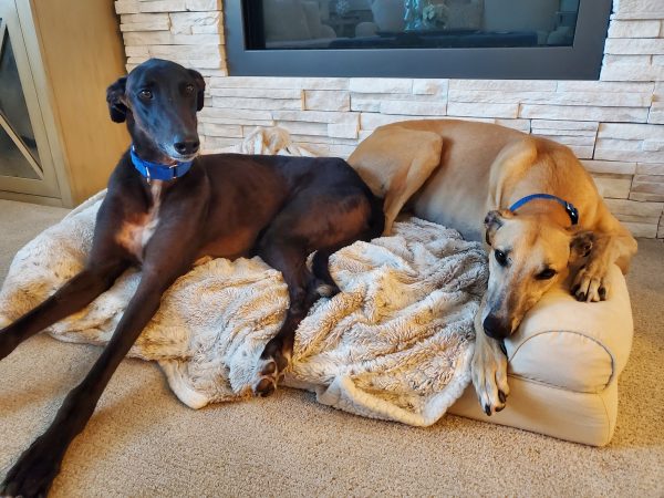 Dexter and Floyd Retired racing greyhound